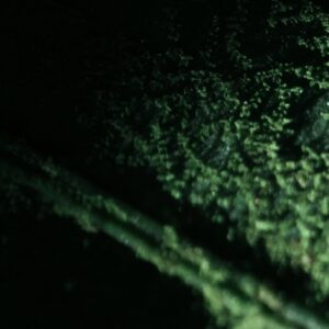 PATHAVI ปฐวี (SAMPLE)