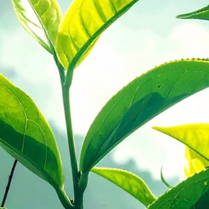 TOKIWA 常磐 (SAMPLE)